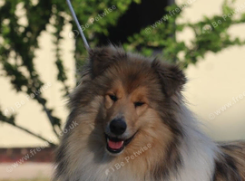LOVELY SHADED ROUGH COLLIE GIRL