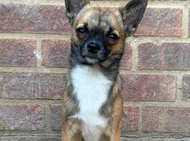 pinhead, pomchi stud!
