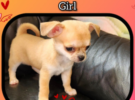 Chihuahua puppies
