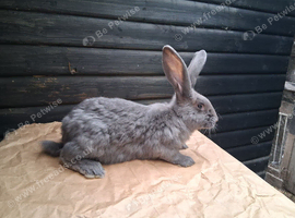 Flemish bucks