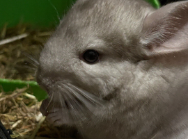 Gorgeous baby chinchillas ready soon 1 left