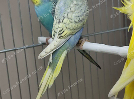 Budgies