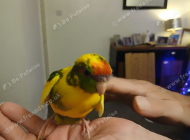 Kakariki young
