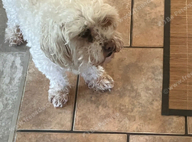 shihpoo