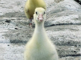 6 goslings for sale