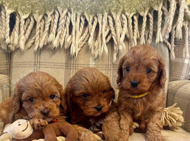 Stunning health tested F1 TOY cavapoos