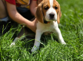 Beagle Puppies Ready for Love!!