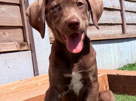 Stunning Husky Shepherd x Weimaraner Pups Ready to Go