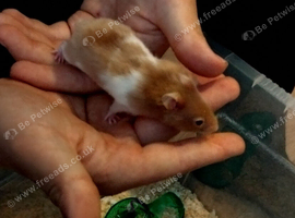 Baby boy syrian