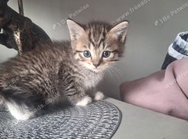 Kittens
