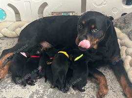 7 Rottweiler puppies