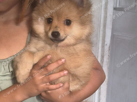 Beautiful 13 week old 3/4 Pomeranian & 1/4 Pibbles German Spitz Puppy &ndash; Ready for a Loving Home