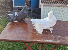 Indian fantails piar