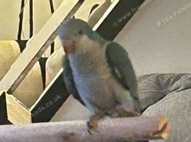 Quaker parrot one year old