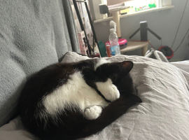 11 month old cat for sale