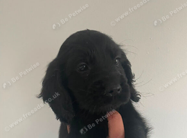 Cockerdor puppy