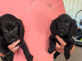 Cocker spaniel pups ready now