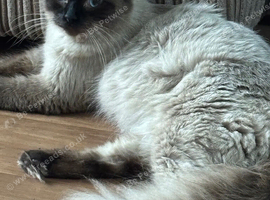 Ragdoll seal point kittens due in 10 days