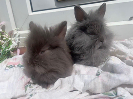 Fluffy baby lionlops *last two of litter left*