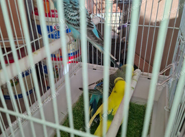 Mixed adult budgies for sale