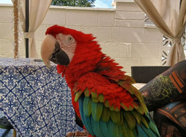 Thinking of rehoming your bird.