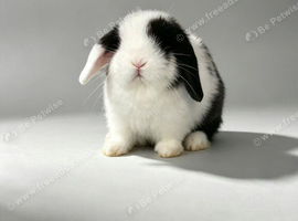 Stunning girls &pound;60 each or 2 for &pound;100 0