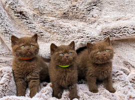 British shorthair kittens pedigree
