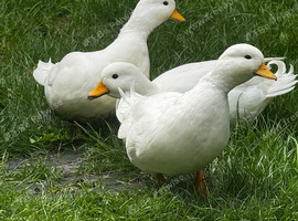 Call drakes ducks