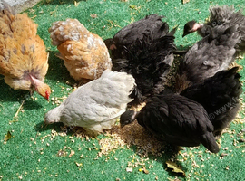 Bantam chickens