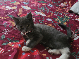 Mixed breed, mixed sex kittens