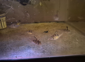 Bolivian Ram Babies