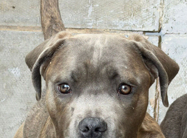 cane corso girl 9 months