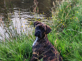 Boxer pups