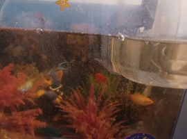 Full musk turtle set up and turtle.