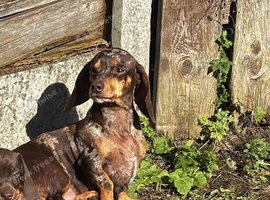 For sale Lola 2 years old dashund girl