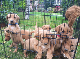 Fox red labs