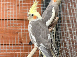 Baby Cockatiels for Sale