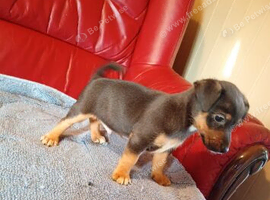 Here I have a beautiful litter of Jack Russell puppies