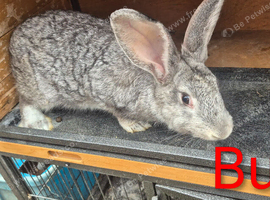 Beautiful Rare Blue/Grey New Zealand bunny's