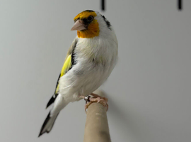 Siberian goldfinch