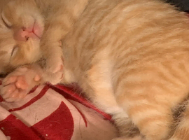 Kittens looking for ever homes