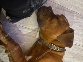 Dog 7 months old bull mastiff cross Dog Bordeaux
