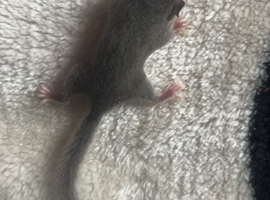 African pygmy dormice (micro squirrels)