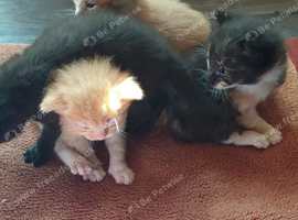 8 week old kittens for sale