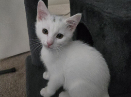 Khao manee male 3.5 months