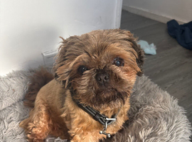 Male shihtzu