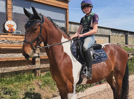 15.3hh Cob x Riding Gelding