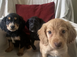 KC reg stunning cocker spaniel puppies