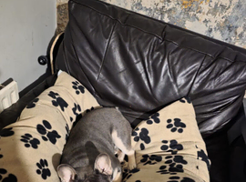 Male 13 month old Frenchie