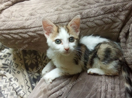 Gizmo looking for his forever home!
